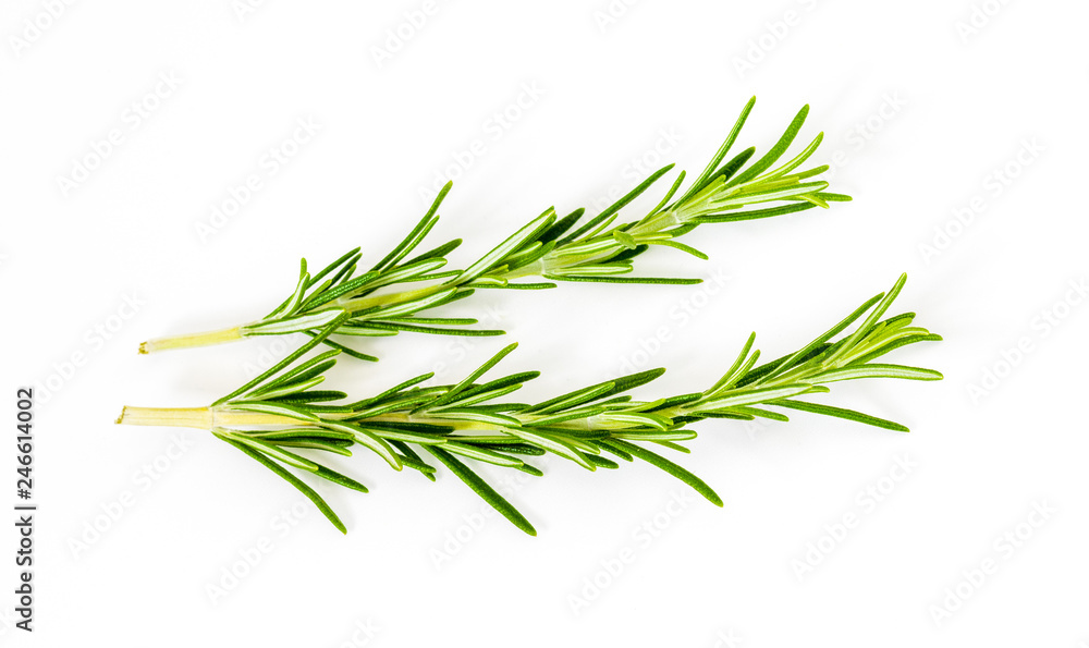2 (two) delicate branches of rosemary. Foreground. Isolated on white background. 2 (two) delicate branches of rosemary. Foreground. Isolated on white background.