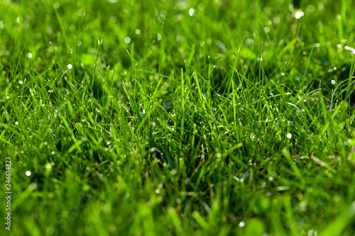 Close-up green lawn, fresh and wet. Beautiful texture with bokeh and sun flares.