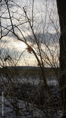 tree  winter  nature  sky  snow  trees  forest  frost  landscape  blue  branch  cold  branches  white  ice  season  wood  field  grass  sun  beautiful  frozen  