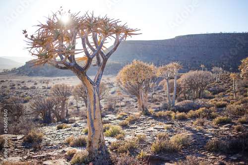 Landscape and close up images of quiver trees in the ancient quiver tree forest in Nieuwoudtville in the Northenr cape of south africa photo