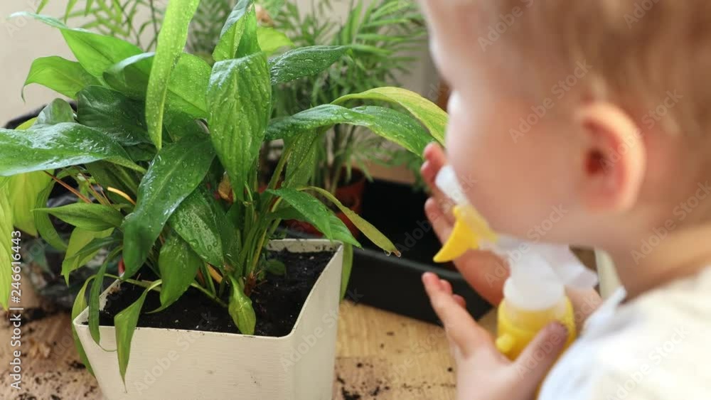 A little boy transplanted houseplant into a pot, pours soil, watering. Little happy gardener, home care. A little boy transplanted houseplant into a pot, pours soil, watering. Little happy gardener, home care.