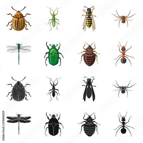 Isolated object of insect and fly symbol. Collection of insect and element vector icon for stock.