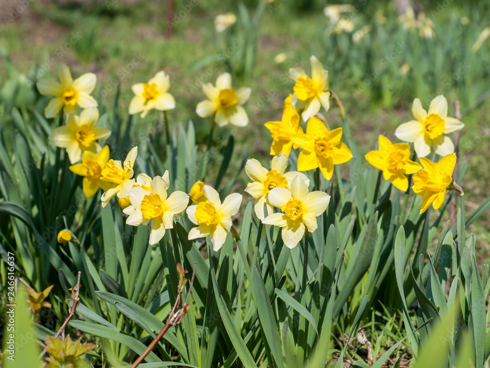 Beautiful flowers of yellow daffodils growing in the garden. Beautiful flowers of yellow daffodils growing in the garden.