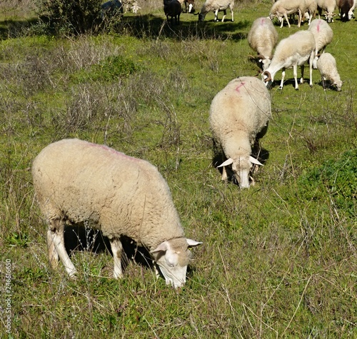 A flock of sheep in a meadow in spring