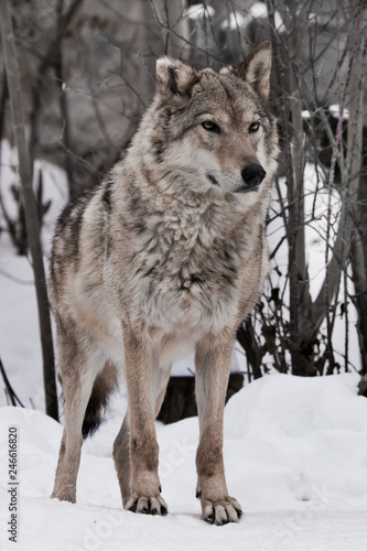 powerful wolf stands proudly and looks forward (full face) on the snow in winter. © Mikhail Semenov