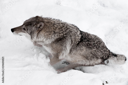 Powerful wolf quickly runs through the snow  view from above