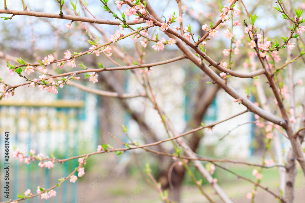 Branches of blooming peach trees in a spring orchard.
