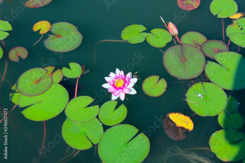 Fototapeta Naklejka Na Ścianę i Meble -  Blurred Nature Background. Botanical Beauty Background. Water Lily In The Water. 
