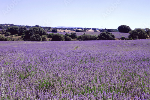 Purple landscape with lavender fields