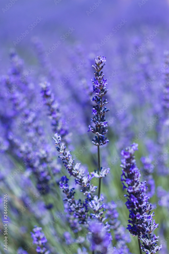 Naklejka premium Szczegół błękitni lawendowi kwiaty