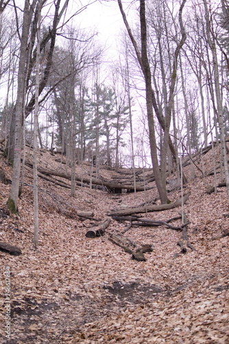 Forest hill switchback path fallen leaves