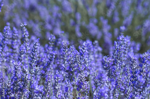Fototapeta Naklejka Na Ścianę i Meble -  Blue lavender flowers