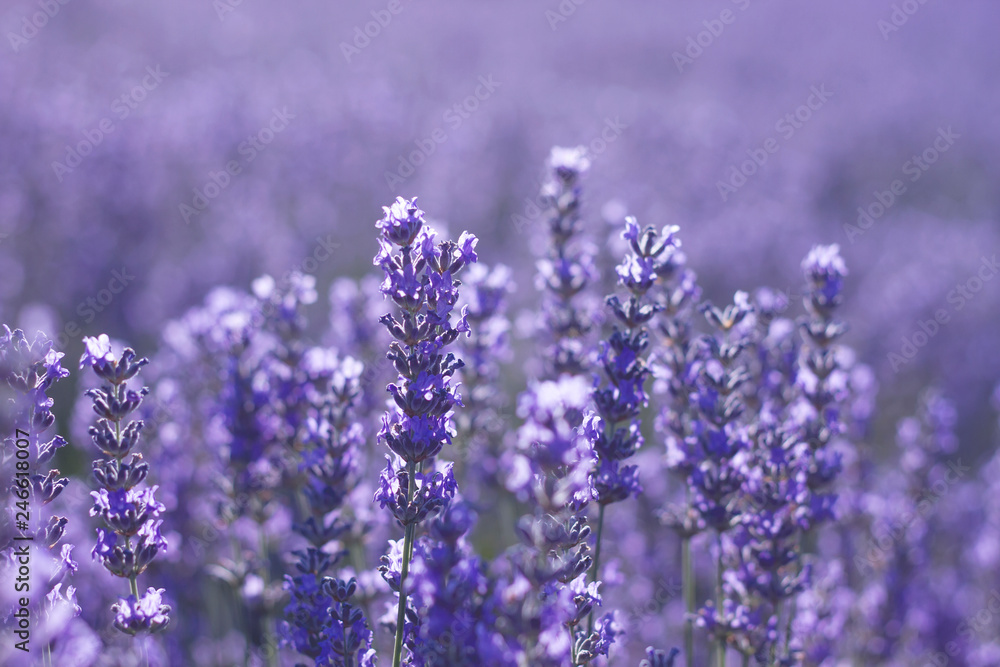 Close up of lavender blue flowers Close up of lavender blue flowers