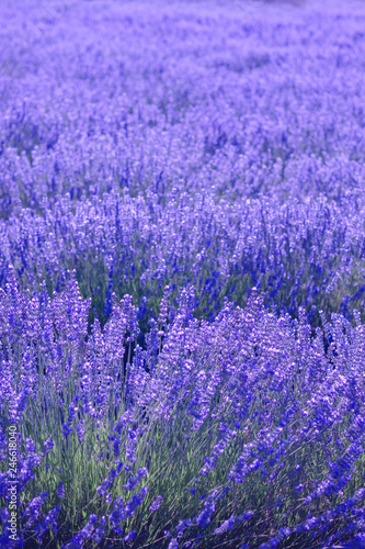 Fototapeta Naklejka Na Ścianę i Meble -  Blue lavender fields