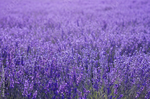 Purple lavender flowers covering the landscape floor