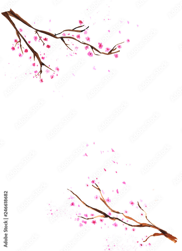 Obraz premium Watercolor hand drawn blossom sakura branches. Isolated floral spring illustration on white background.
