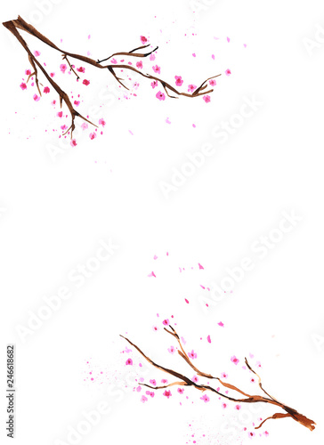 Watercolor hand drawn blossom sakura branches. Isolated floral spring illustration on white background.