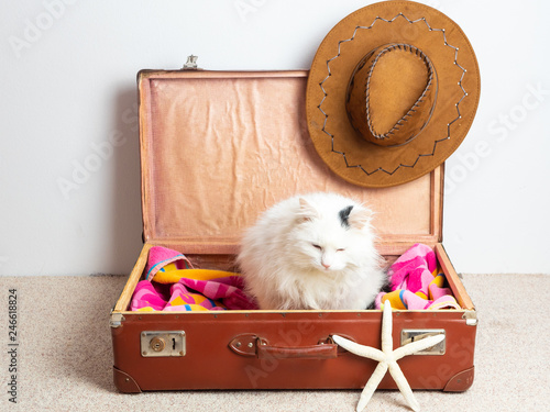 Weiße Langhaarkatze in einem braunen Lederkoffer, Strandurlaub, Reise photo