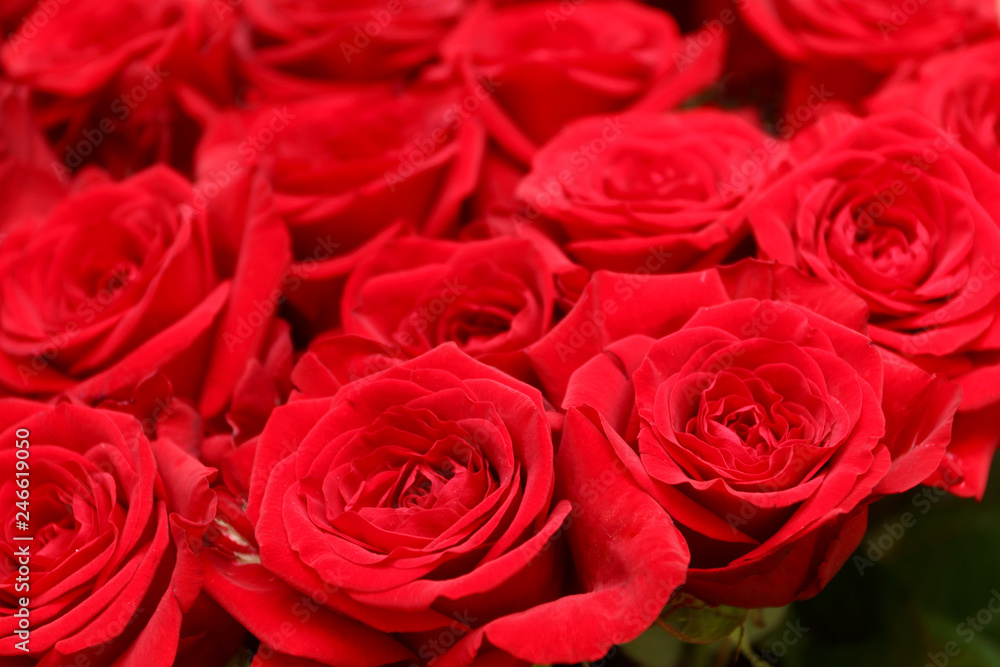 Fine red roses. Background Fine red roses. Background