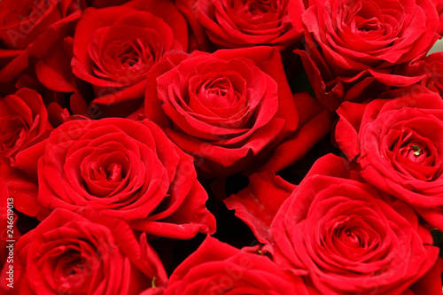 Fine red roses. Background
