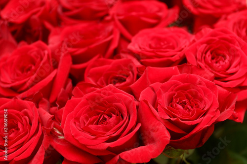 Fine red roses. Background