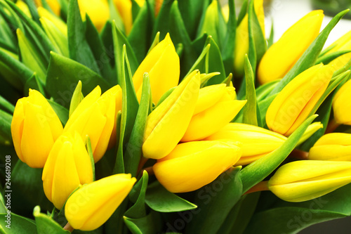 Fine yellow tulip. Background