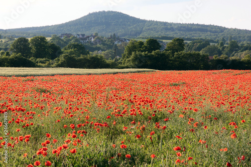 Fototapeta Naklejka Na Ścianę i Meble -  Mohnblumen