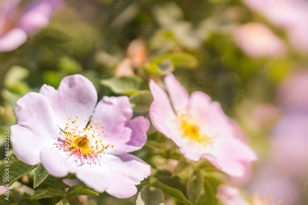 Spring flowers in the meadow, wild roses Spring flowers in the meadow, wild roses
