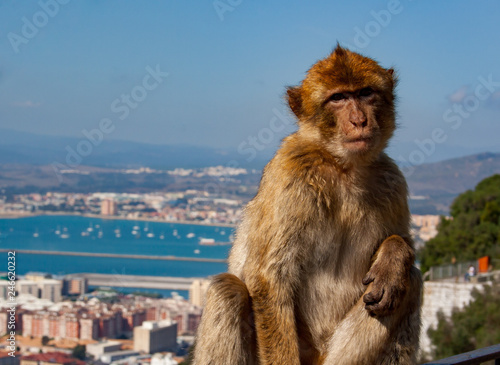 Barbary ape above gibraltar © Brian