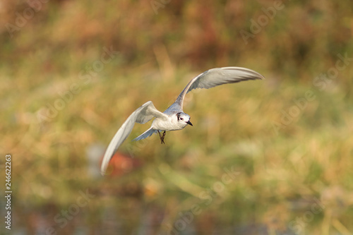 A seagull bird in flight in early morning at nature near a lake. 