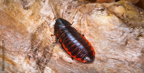 фотографія Black giant madagascar hissing cockroach in natural environment