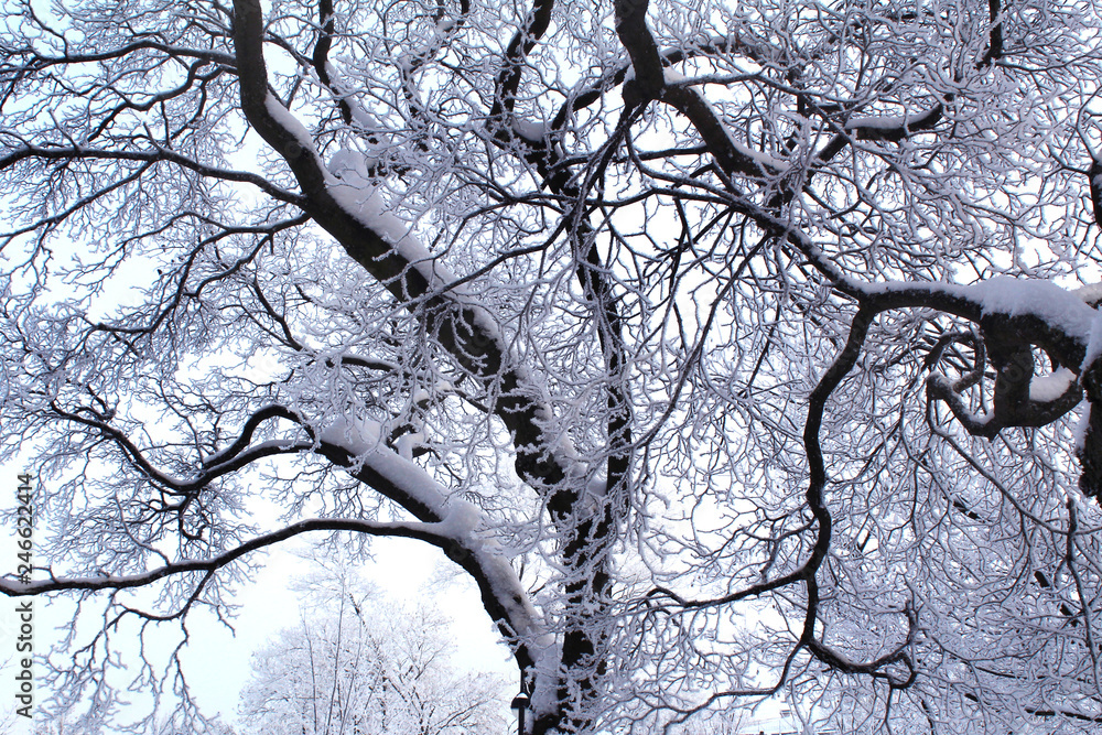 Snow-covered tree branches against the white sky Snow-covered tree branches against the white sky