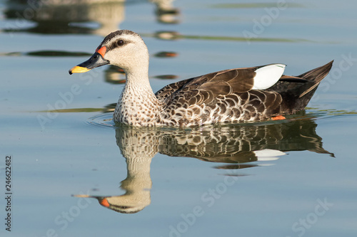 Spot billed duck bird in early morning at river bathing and searching for food in golden light in nature photo