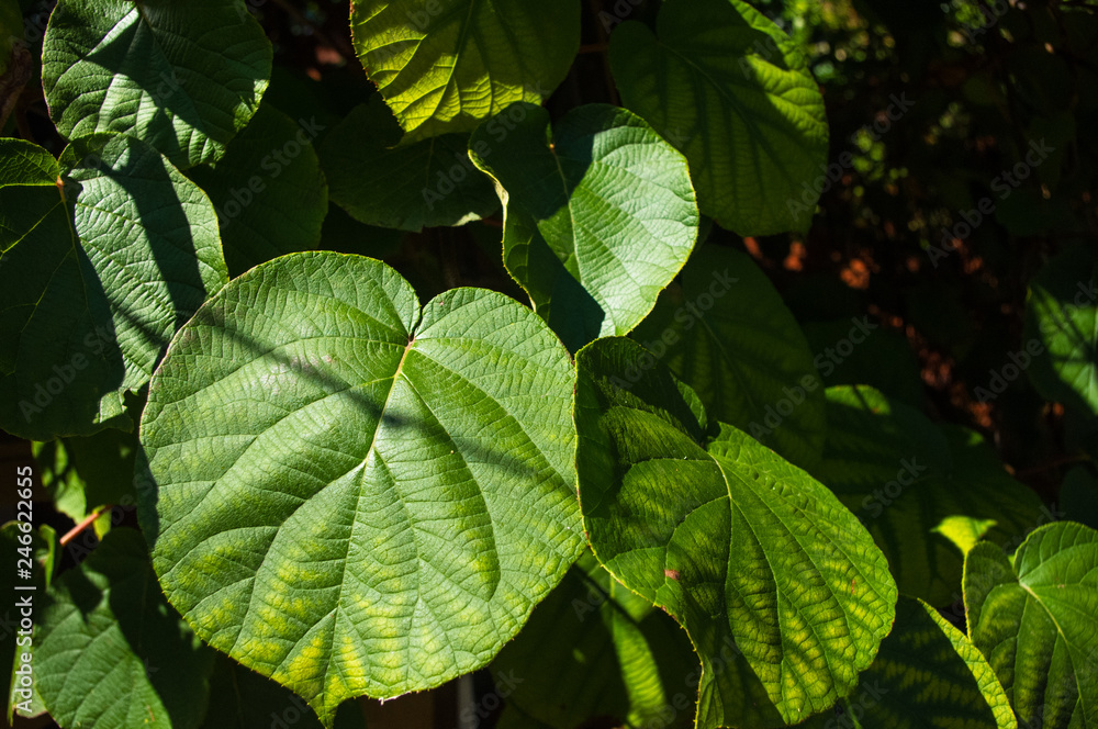 Green kiwi leaves on the vine, close up Green kiwi leaves on the vine, close up