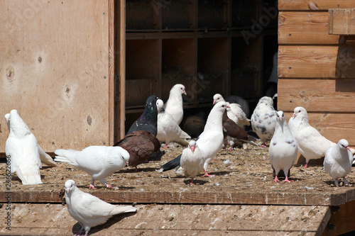 Wooden dovecot with white and black pigeons