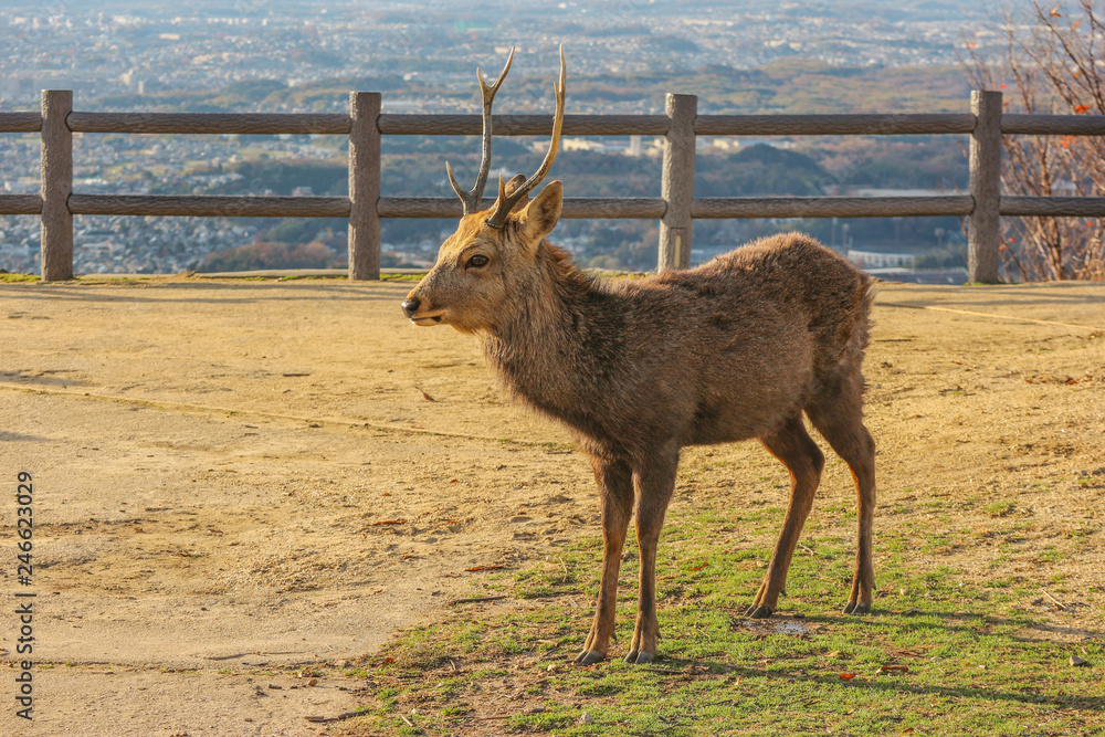 Japanese wild friendly deer at the top of Wakakusa Mountain, Nara national park. Japanese wild friendly deer at the top of Wakakusa Mountain, Nara national park.