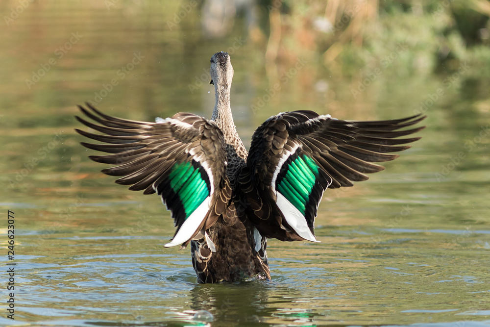 Obraz premium Spot billed duck bird in early morning at river bathing and searching for food in golden light in nature