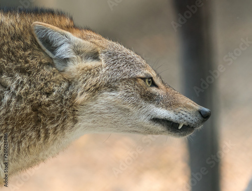 A Golden jackal animal in anger and fight mode in nature. 