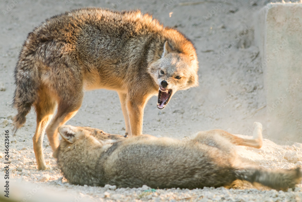 A Golden jackal animal in anger and fight mode in nature. A Golden jackal animal in anger and fight mode in nature.