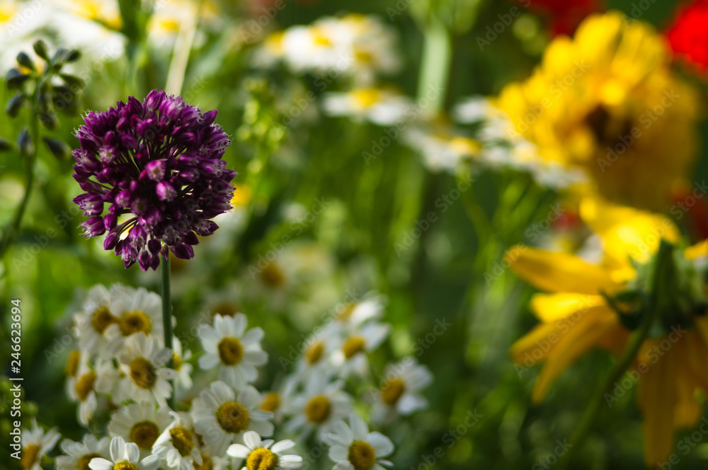 Obraz premium a bouquet of bright spring flowers of various types