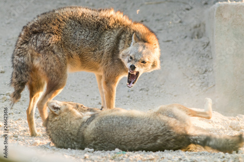 A Golden jackal animal in anger and fight mode in nature. 