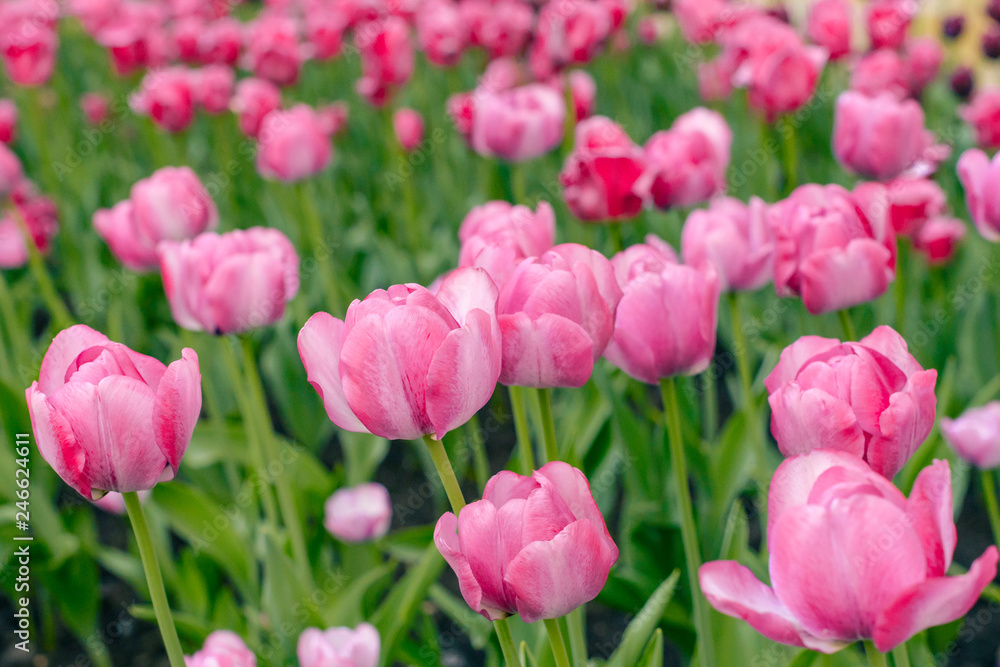 Close-up of pink tulips in the field of pink tulips. Selective focus. International women day.