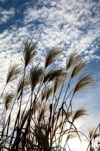 Reed in autumn