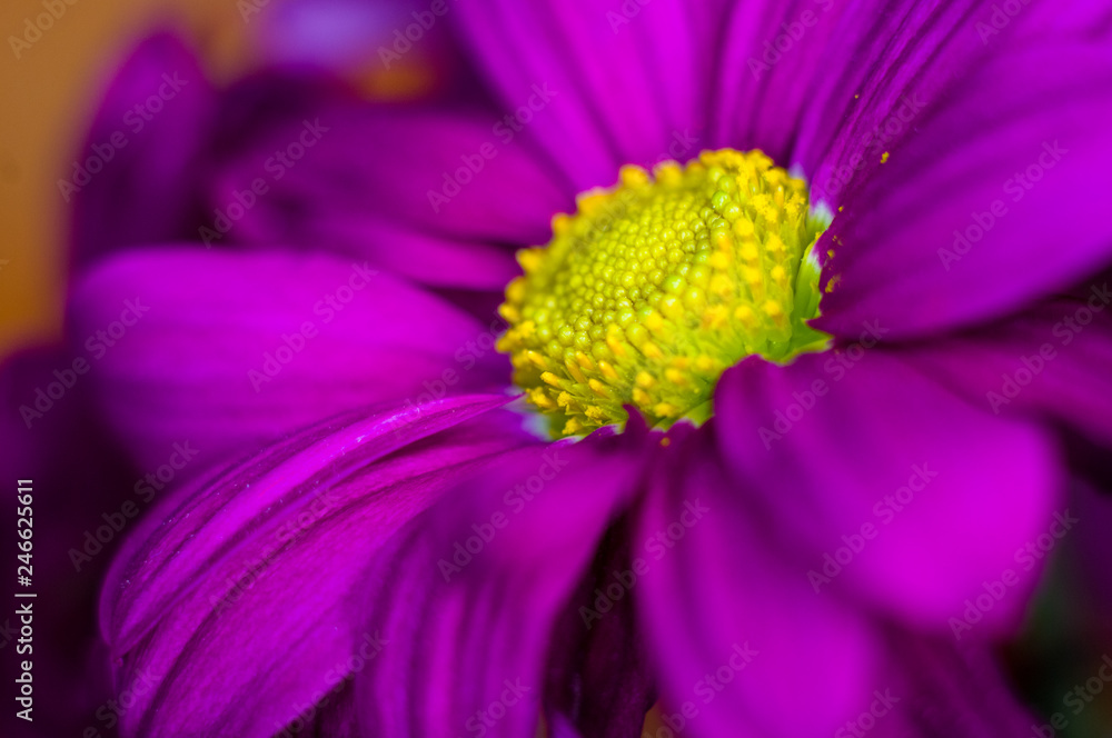 Beautiful bright purple and yellow chrysanthemum flowers, selective focus, macro Beautiful bright purple and yellow chrysanthemum flowers, selective focus, macro