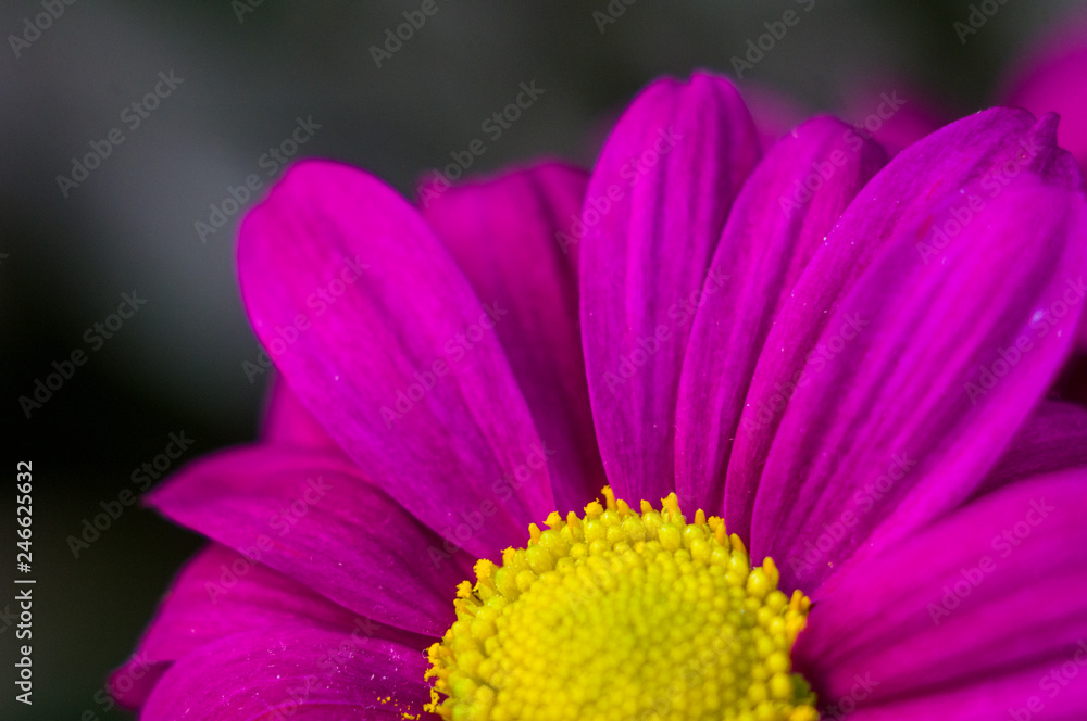 Beautiful bright purple and yellow chrysanthemum flowers, selective focus, macro Beautiful bright purple and yellow chrysanthemum flowers, selective focus, macro