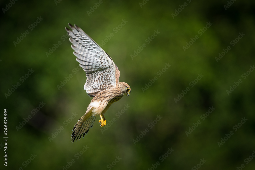 Fototapeta premium Turmfalke im Flug