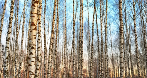 Beautiful white birch forest with uncovered twigs on a winter day in Latvia photo