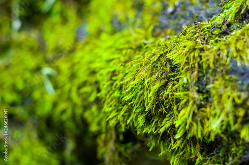 Long green moss covering cracked rocks and tree roots in the forest, selective focus