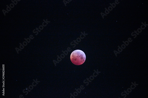 Fototapeta Naklejka Na Ścianę i Meble -  super blood wolf moon