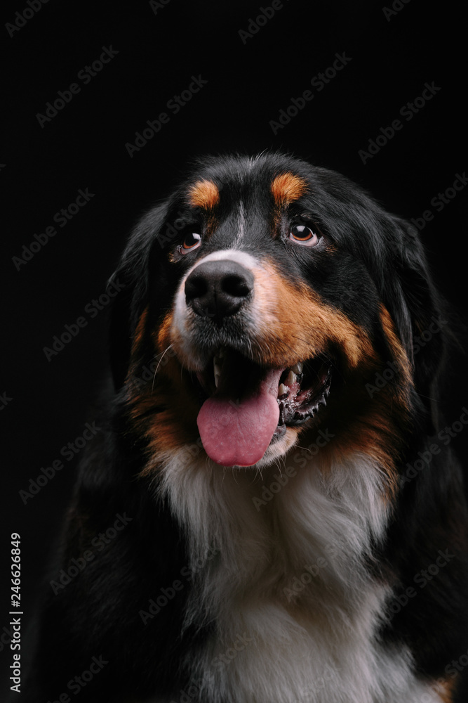 Bernese Mountain Dog against the black background